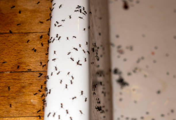 Best Wasp Removal Services  in Kettering, OH