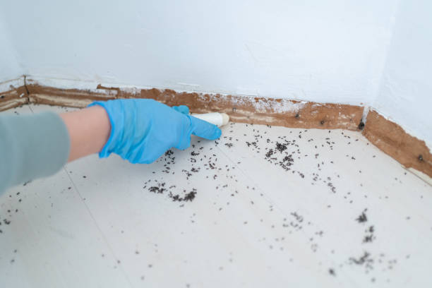 Best Cockroach Control Services  in Kettering, OH